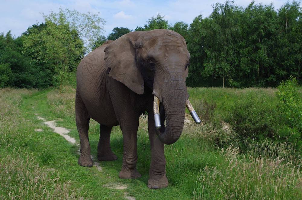 Gun Buba een leven als olifant