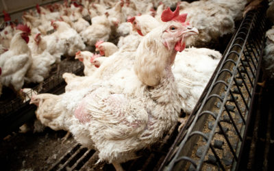 Dierenbelangen organisaties willen aanschuiven bij Remkes’ stikstof gesprekken 