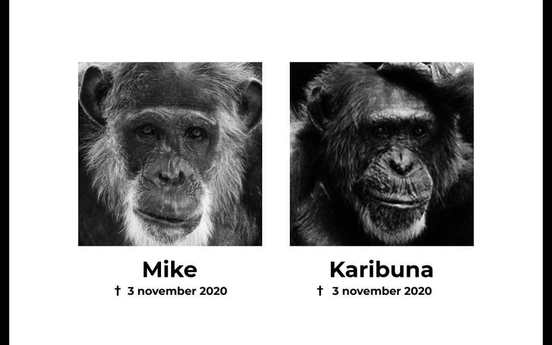 Aangifte tegen Dierenpark Amersfoort over doodschieten chimpansees Mike en Karibuna